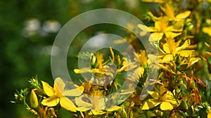 Chelidonium, celandine, kilwort flowers in wind