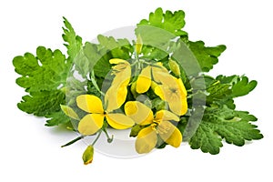Chelidonium or greater celandine homeopathic plant with flowers