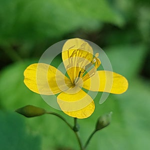 Chelidonium majus