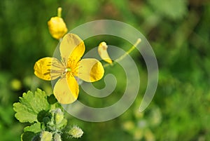 Chelidonium majus celandine, tetterwort, tetterwort, nipplewort or swallowwort flowers blooming in forest close up macro detail