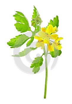 Chelidonium majus, commonly known as greater celandine, nipplewort, swallowwort, or tetterwort, which also refers to Sanguinaria