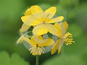 Chelidonium majus (greater celandine) photo