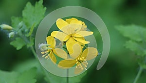 Chelidonium majus (greater celandine) photo