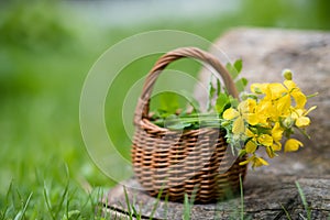 Chelidonium majus, greater celandine, nipplewort, swallowwort or tetterwort yellow flowers in a wicker basket from the vine.