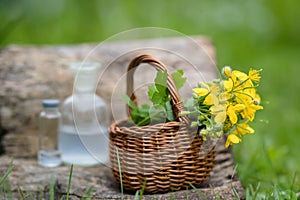 Chelidonium majus, greater celandine, nipplewort, swallowwort or tetterwort yellow flowers in a wicker basket from the vine.