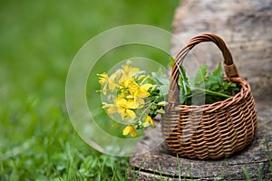 Chelidonium majus, greater celandine, nipplewort, swallowwort or tetterwort yellow flowers in a wicker basket from the vine.