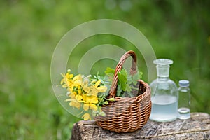 Chelidonium majus, greater celandine, nipplewort, swallowwort or tetterwort yellow flowers in a wicker basket from the vine.