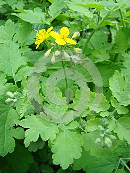 Chelidonium majus, greater celandine or tetterwort - family Papaveraceae, native european chelidonium species, poppy