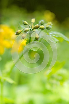 Chelidonium majus, greater celandine or tetterwort - family Papaveraceae after rain