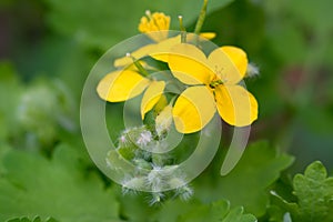 Chelidonium majus, greater celandine yellow flower closeup selective focus
