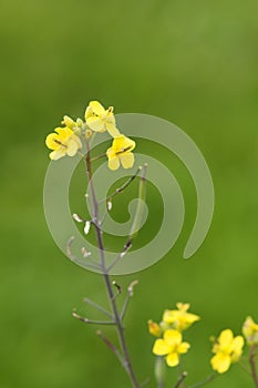 Chelidonium majus on green _ SchÃ¶llkraut