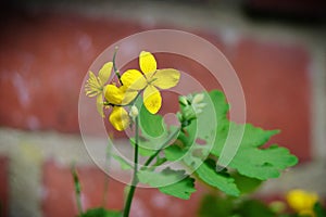 Chelidonium majus yellow flowers of celandine