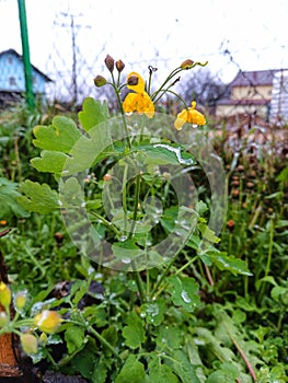 Chelidonium papaveraceae. Spring plant. Spring flower.