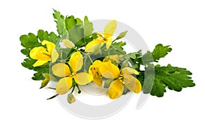 Chelidonium plant or greater celandine (Chelidonium majus) photo