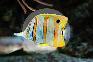 Chelmon rostratus - Banded Longsnout Butterflyfish