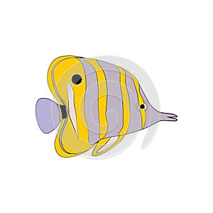 Chelmon rostratus Copperbanded Butterflyfish