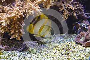 Chelmon rostratus fish