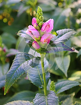 Chelone obliqua, the pink turtlehead, red turtlehead, or rose turtlehead,