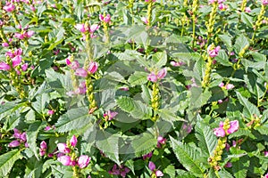 Chelone obliqua plants flowering.