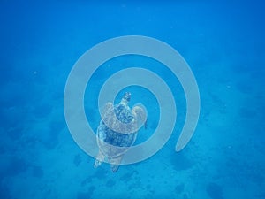 Chelonia mydas green sea turtle snorkeling in red sea