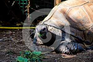 Chelonia mydas turtle peaking out of the water at the KÃ©lonia museum on RÃ©union island