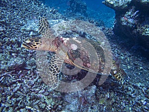 Chelonioidea Sea turtle