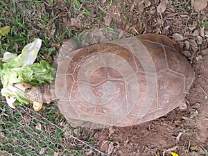 Chelonoidis carbonaria, also known by the names: (Jabuti,jaboti, jabotim)