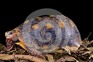 Chelonoidis carbonaria, Red-footed tortoise photo