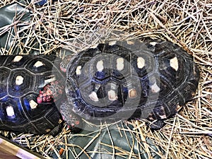 Chelonoidis carbonarius or Red-footed tortoise.