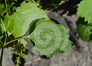 Chemical burn  on the grapevine plant. Wrinkled grape vine leaves with  chemical burn of uncontrolled herbicide usage