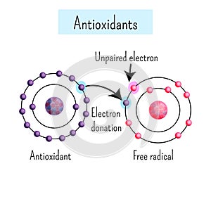 Chemical diagram showing antioxidant dinates electron to free radical.