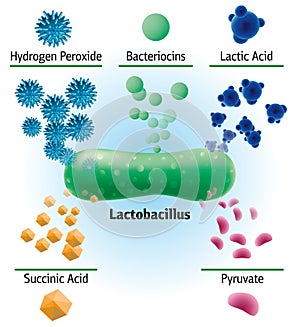 Chemical elements produced by lactobacillus, medical illustration