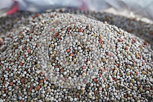 Chemical Fertilizer or Organic Fertilizer