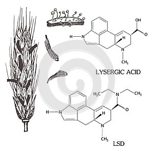 The chemical formula of LSD and lysergic acid with the spike of rye struck by ergot photo