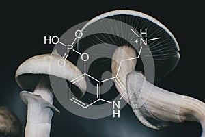 Chemical formula of psilocybin on a blackboard Mushroom. Close up Magic shroom photo