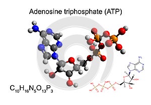 Chemical formula, skeletal formula and 3D ball-and-stick model of adenosine triphosphate ATP, white background