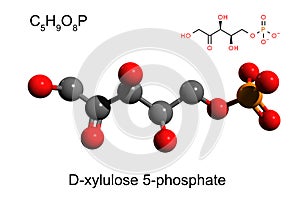 Chemical formula, skeletal formula and 3D ball-and-stick model of xylulose 5-phosphate