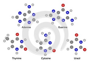 Chemical formulas of purine and pyrimidine nitrogenous bases