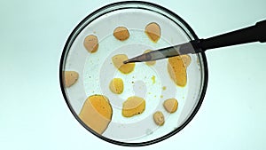 Chemical research in Petri dishes on white background. Preparing plates in a microbiology laboratory. Inoculating plates