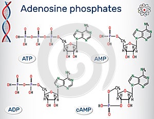 Chemical structural formulas Adenosine phosphates nucleotides :