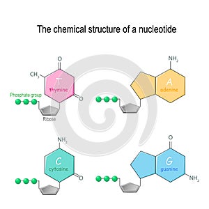 The chemical structure of a nucleotide. four main bases found in DNA: adenine, cytosine, guanine, and thymine. Phosphate group and photo