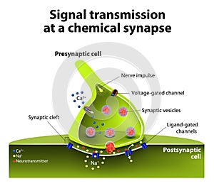 Chemical synapse photo