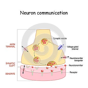 Chemical synapse structure. Neuron communication