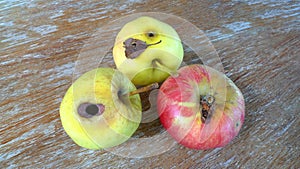 Chemically-free rotten apples