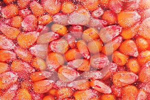 Chemically treated corn maize seed in seeding machine