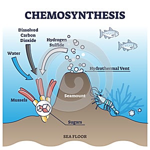 Chemosynthesis process with energy from hydrothermal vent outline diagram photo