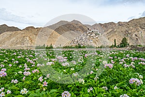 Chemrey Monastery in summer with many flower, Leh Ladakkh