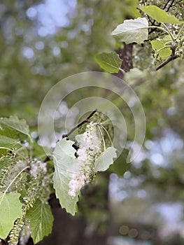 Chenar plane tree pollen close up view