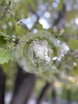 Chenar plane tree pollen close up view