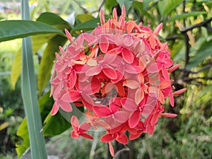 Cheneis ixora or Red Flowers